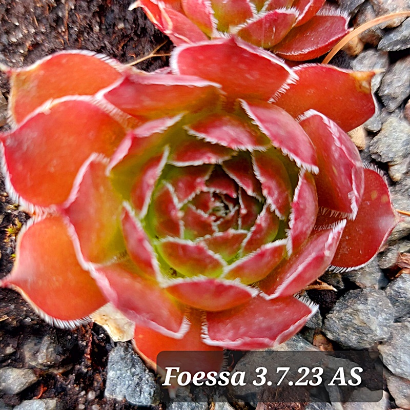 Foessa / Jovi