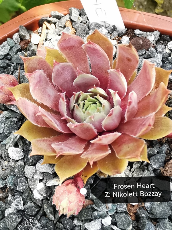 Frosen Heart