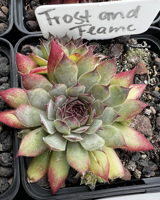 Frost and Flame