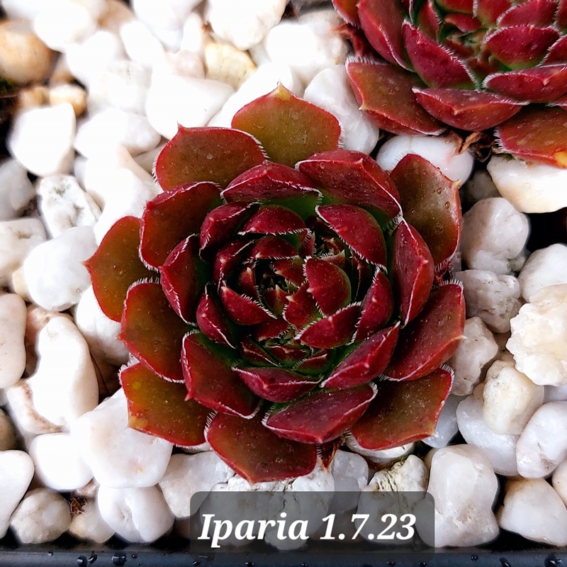 Iparia / Jovi