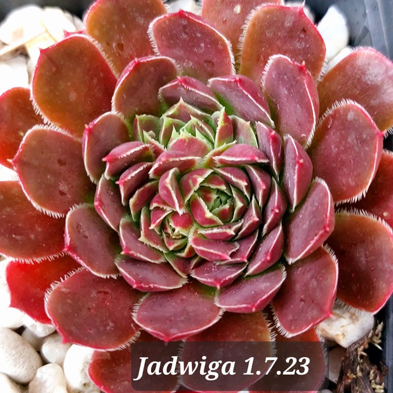 Jadwiga / Jovi