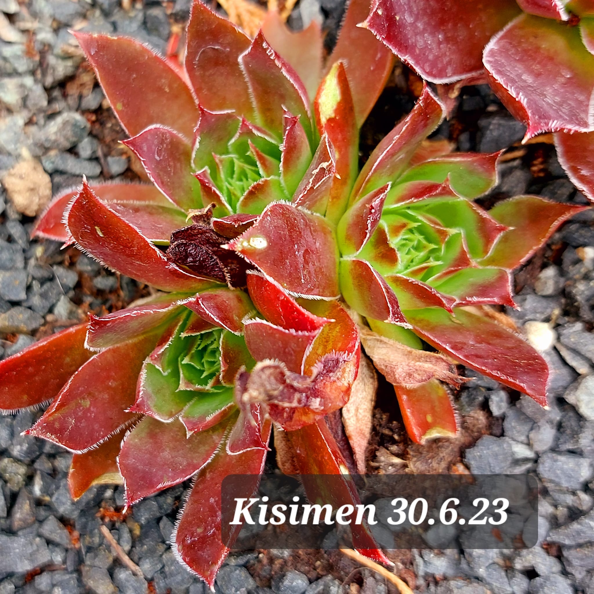 Kisimen / Jovi