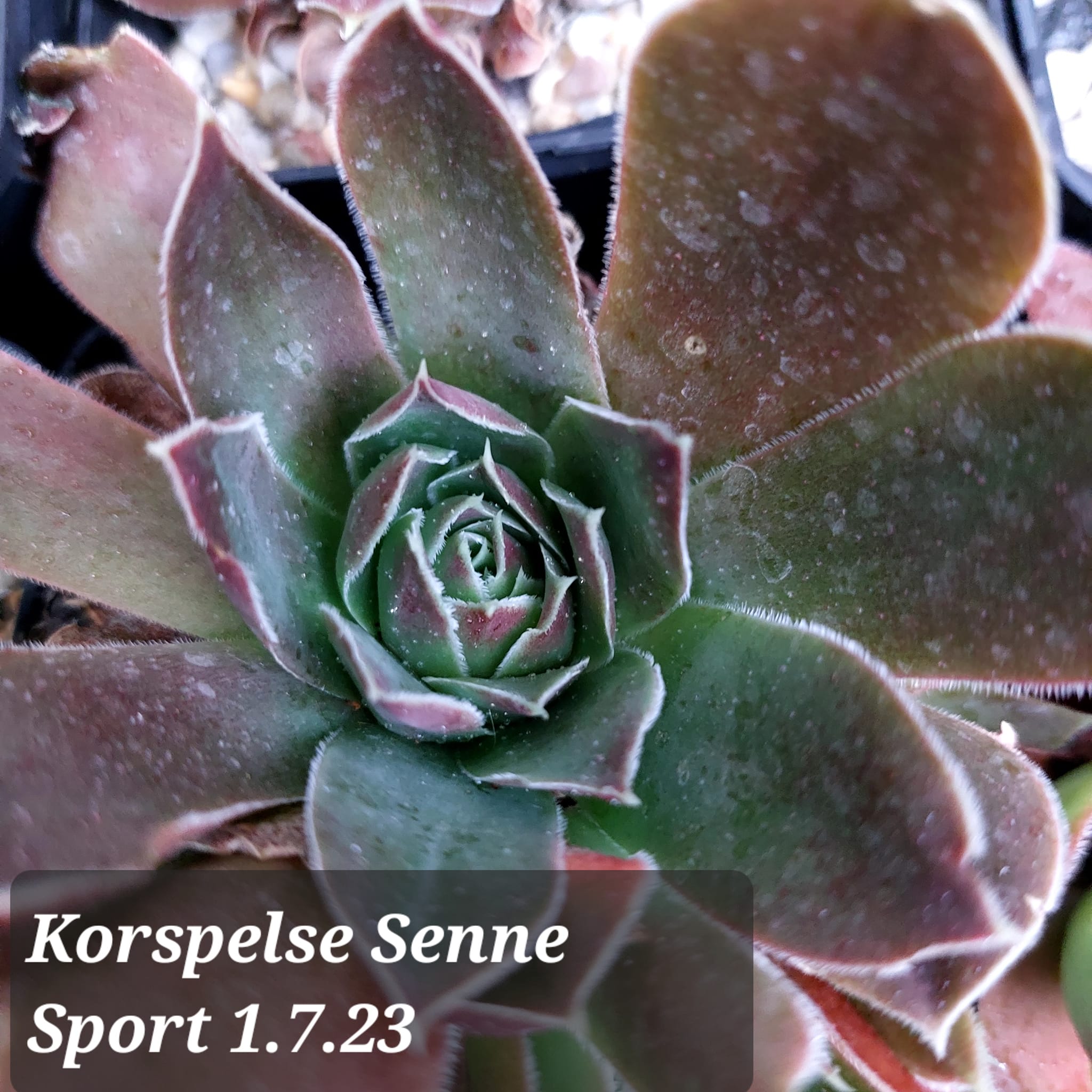 Korspelse Senne Sport / Jovi
