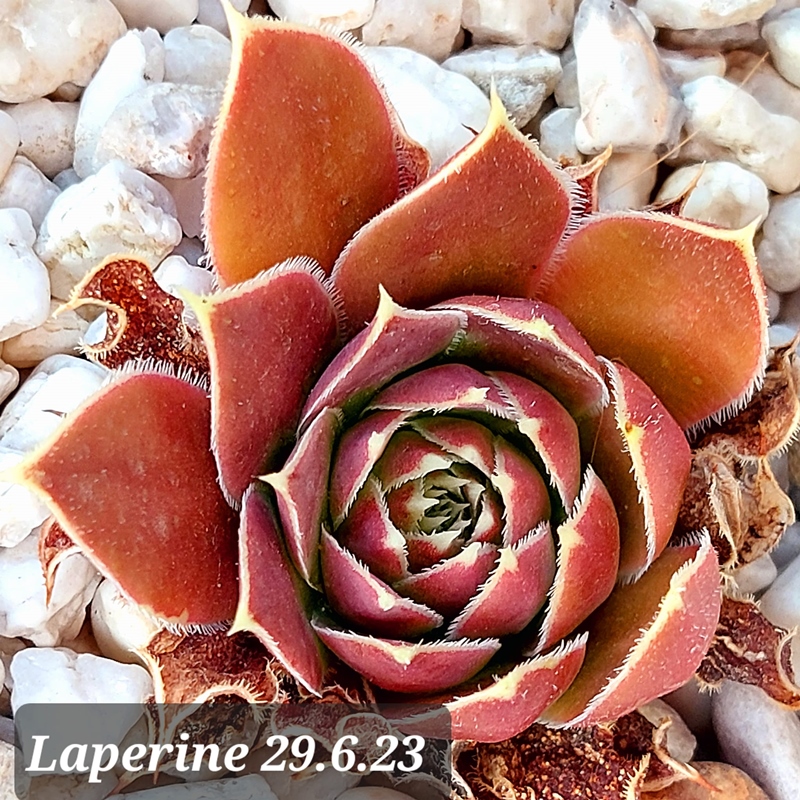 Laperine / Jovi
