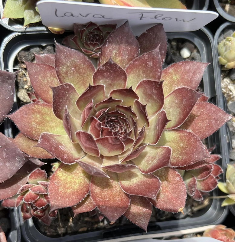 Lava Flow
