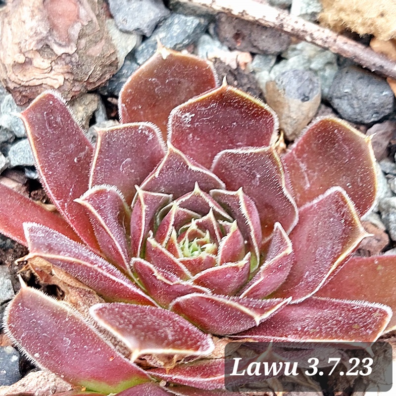 Lawu / Jovi