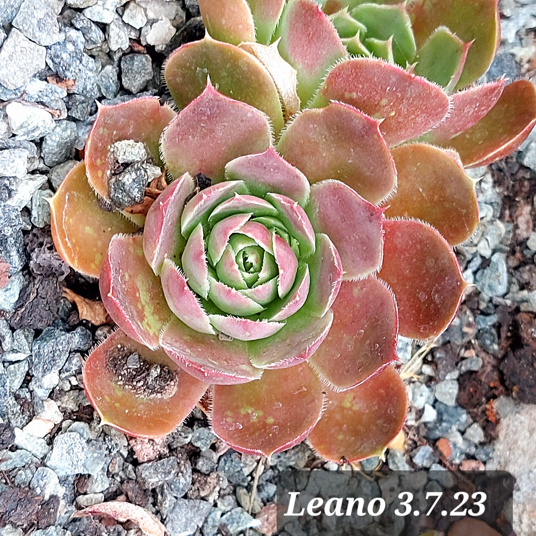 Leano / Jovi