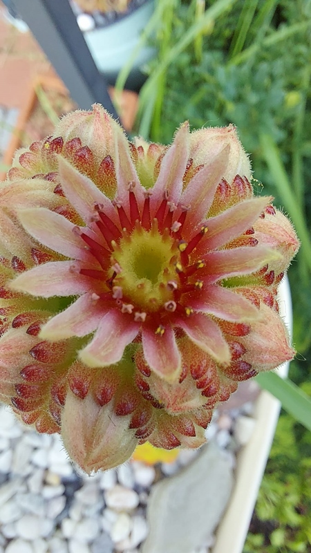 Limonella