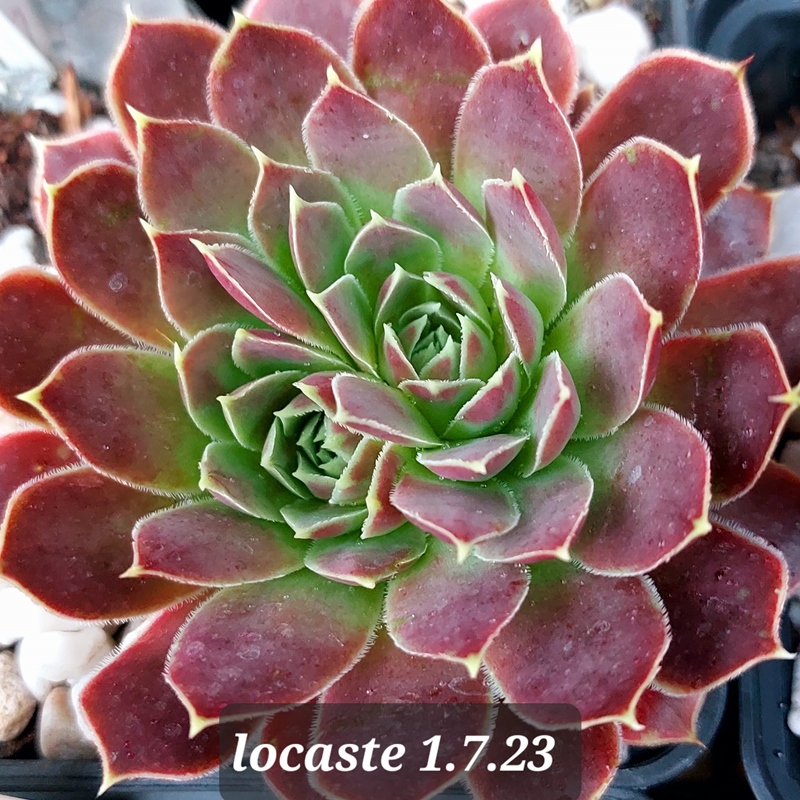 Iocaste / Jovi