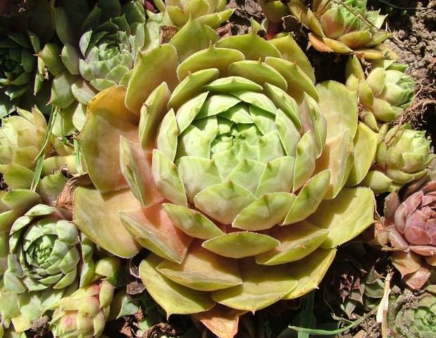Lotus
