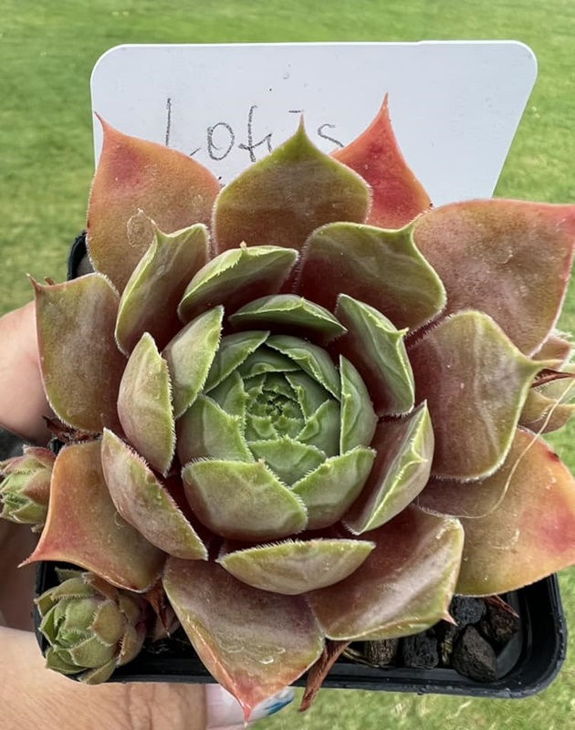 Lotus