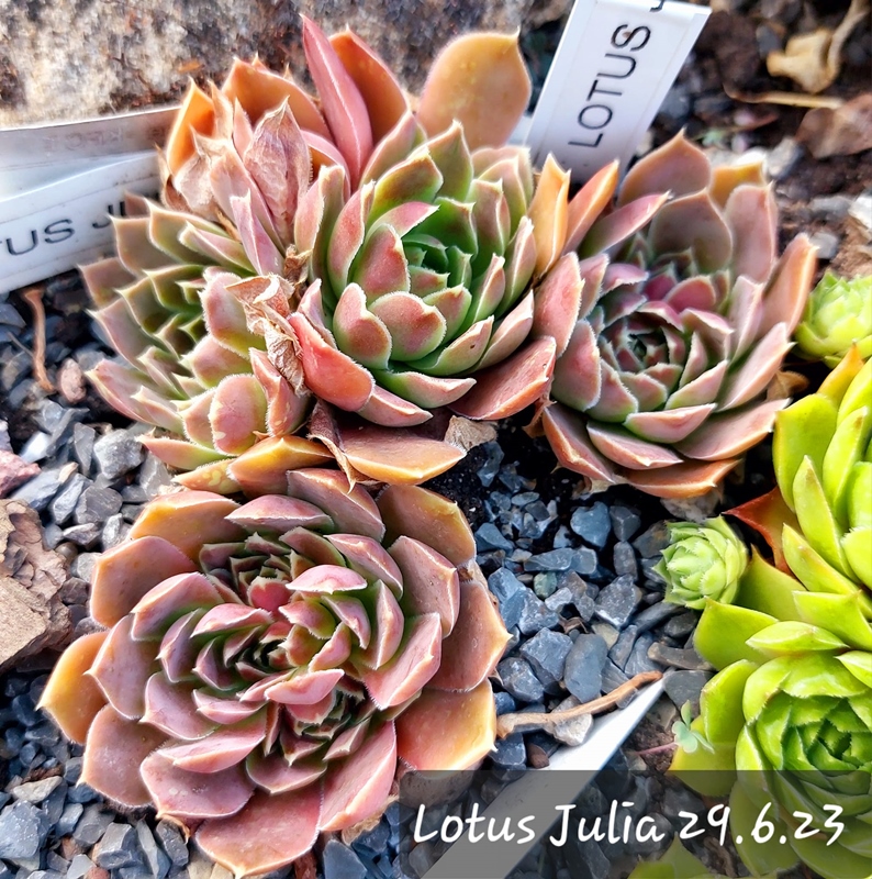 Lotus Julia / Jovi