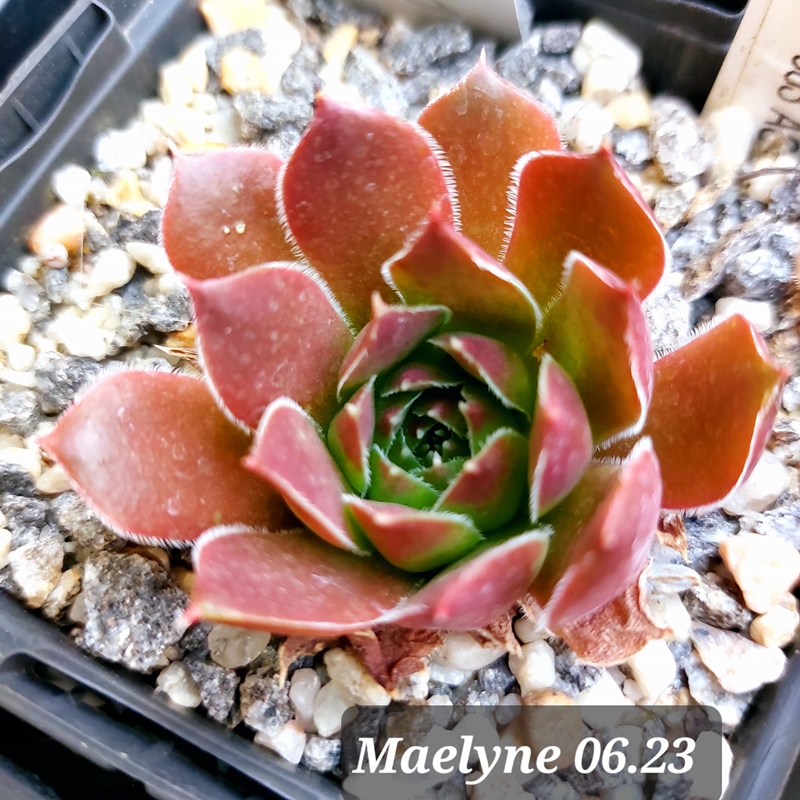 Maelyne / Jovi