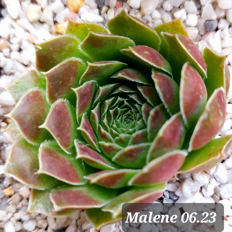 Malene / Jovi (KL)