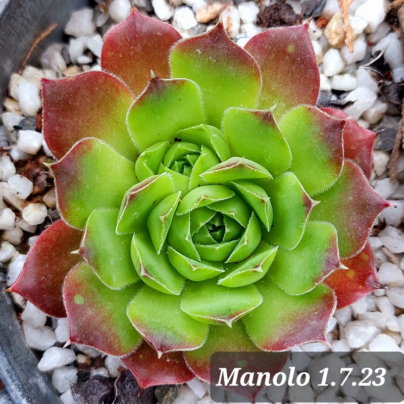 Manolo / Jovi