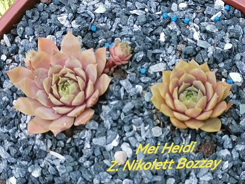 Mei Heidi