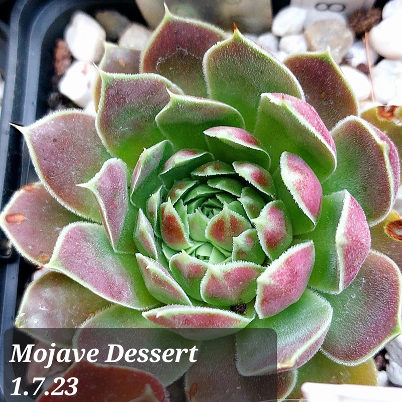Mojave Desert / Jovi