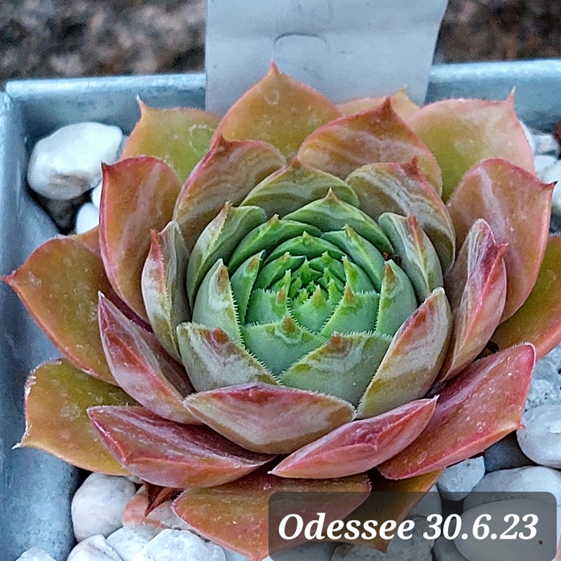 Odessee