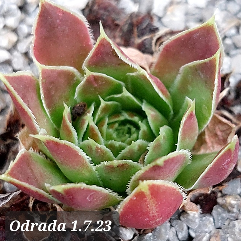 Odrada / Jovi