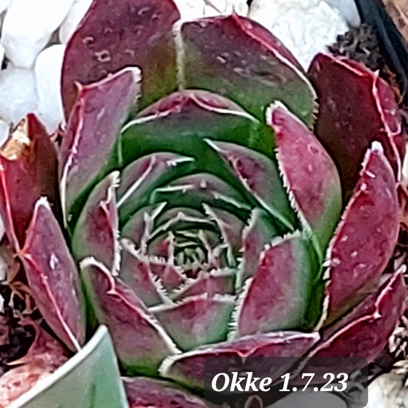 Okke / Jovi