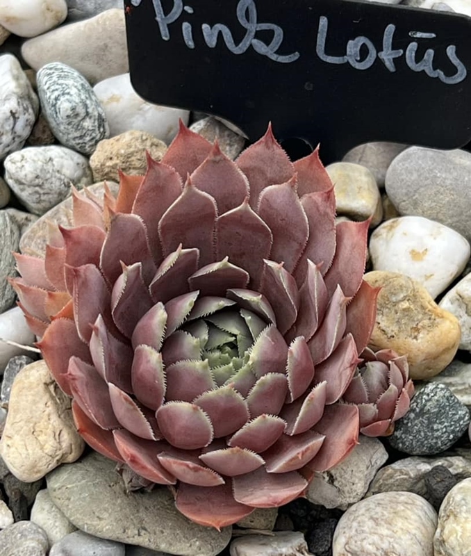 Pink Lotus