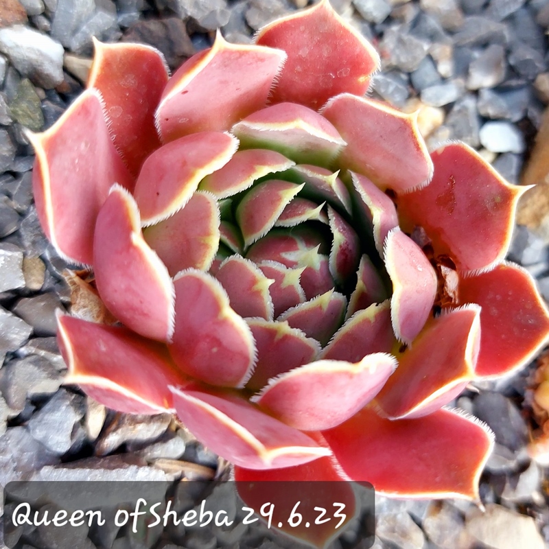 Queen of Sheba / Jovi