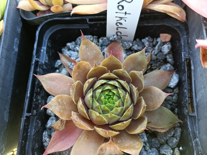 Rotkehlchen