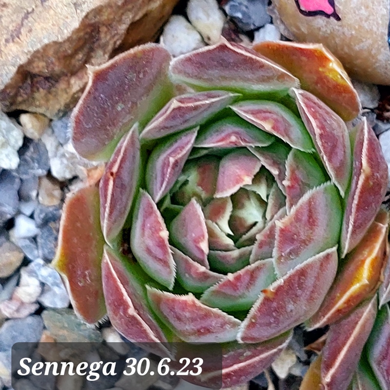 Sennega / Jovi