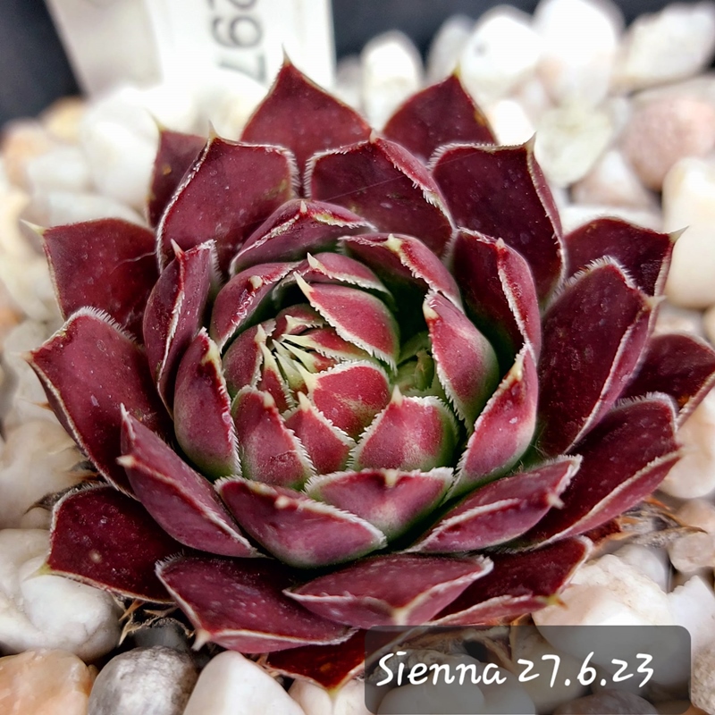 Sienna / Jovi