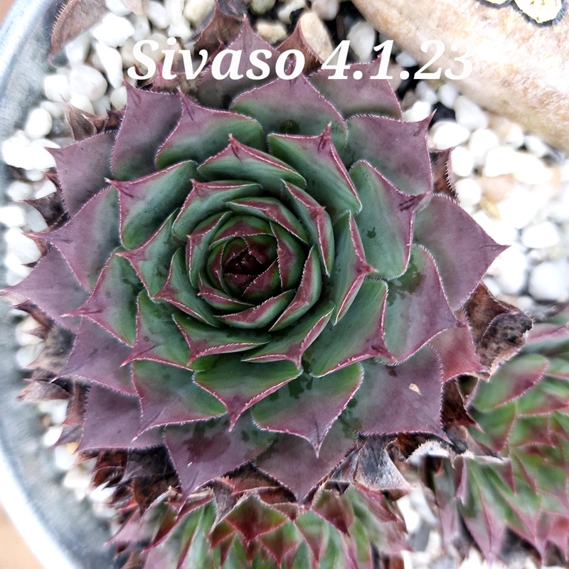 Sivaso