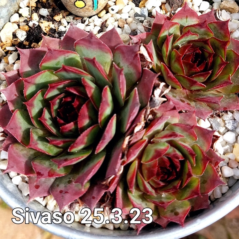 Sivaso