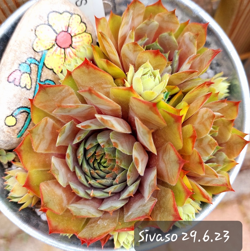Sivaso