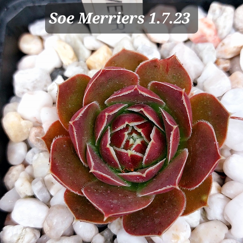 Soe Merriers / Jovi
