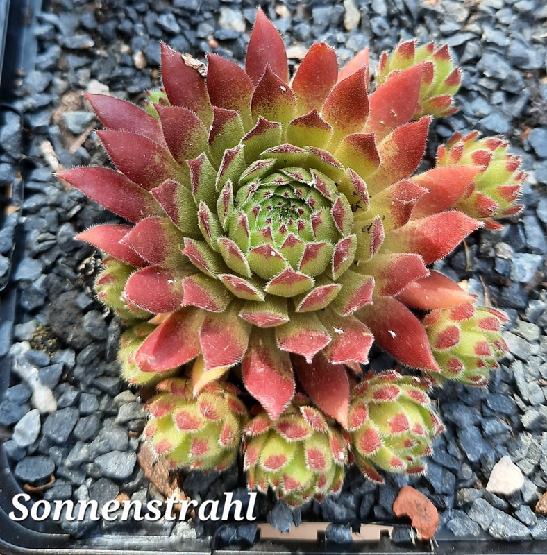 Sonnenstrahl