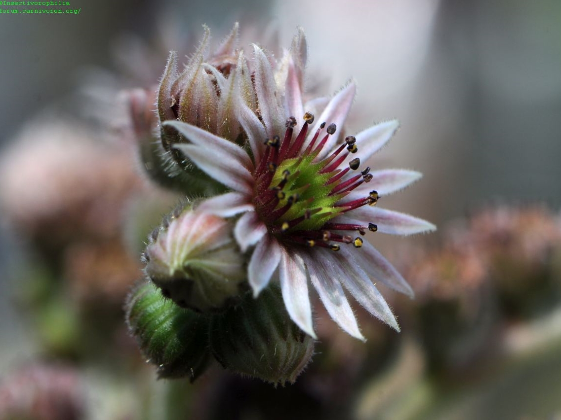 tectorum from Val Casterino