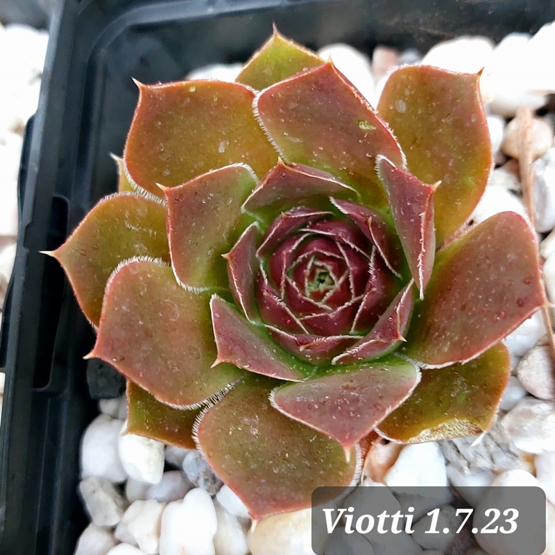 Viotti / Jovi