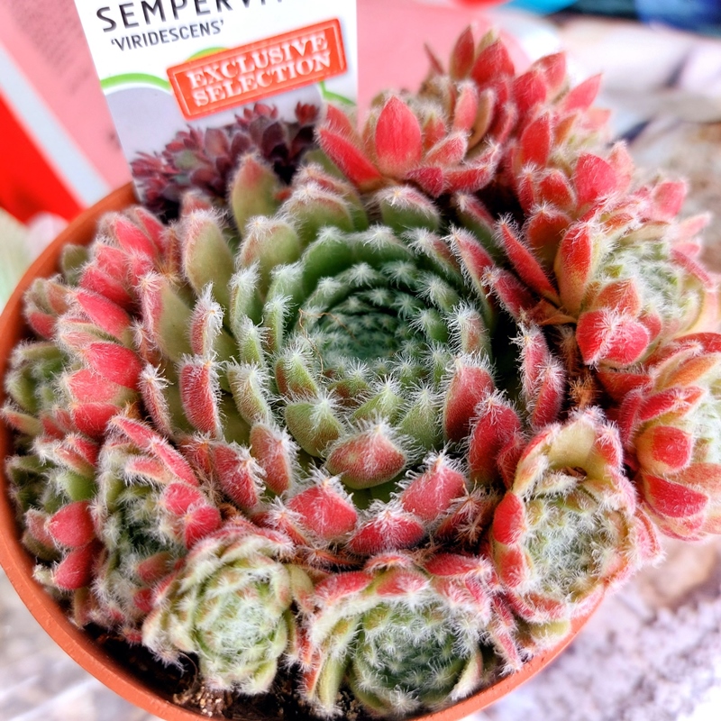 Viridescens (NG)