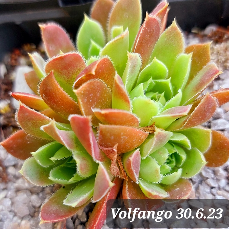 Volfango / Jovi