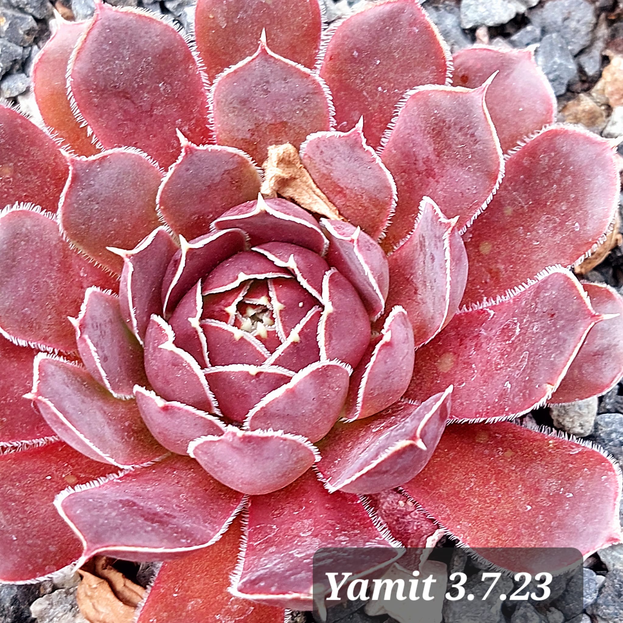 Yamit / Jovi