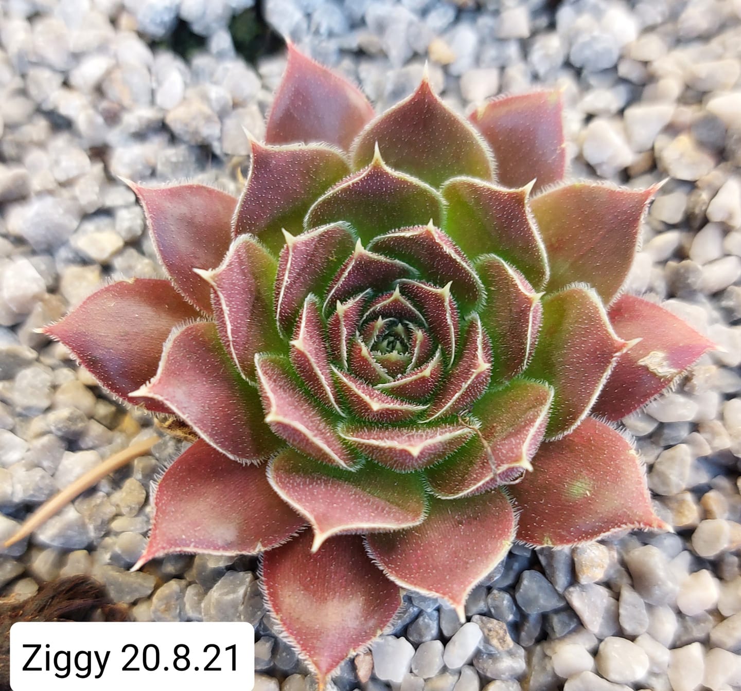 Ziggy / Jovi