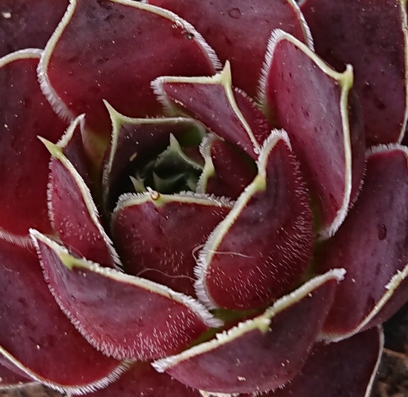 Makro