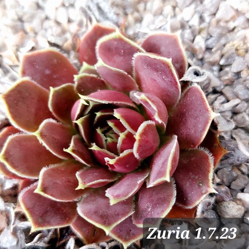 Zuria / Jovi