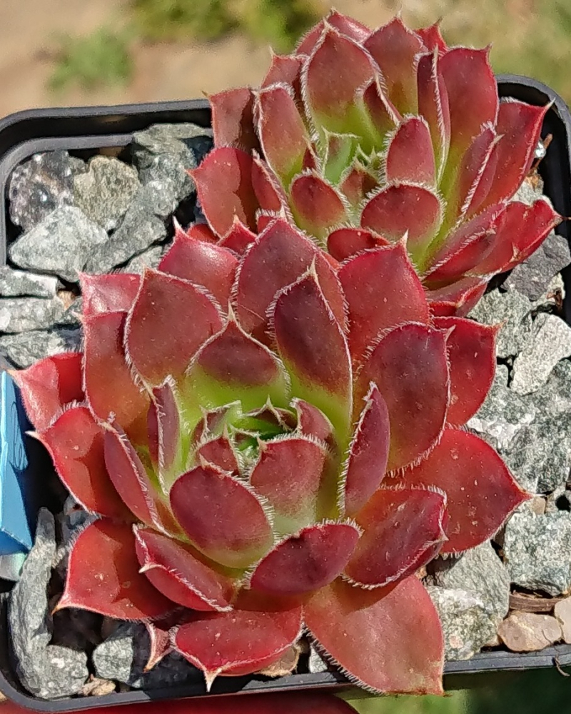 Red Haberer