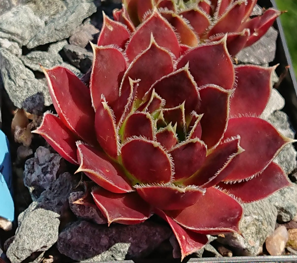 Red Haberer
