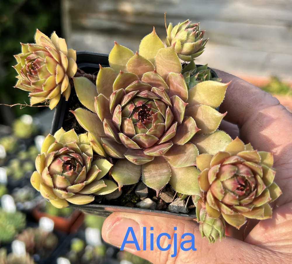 Alicja (Netzfund)