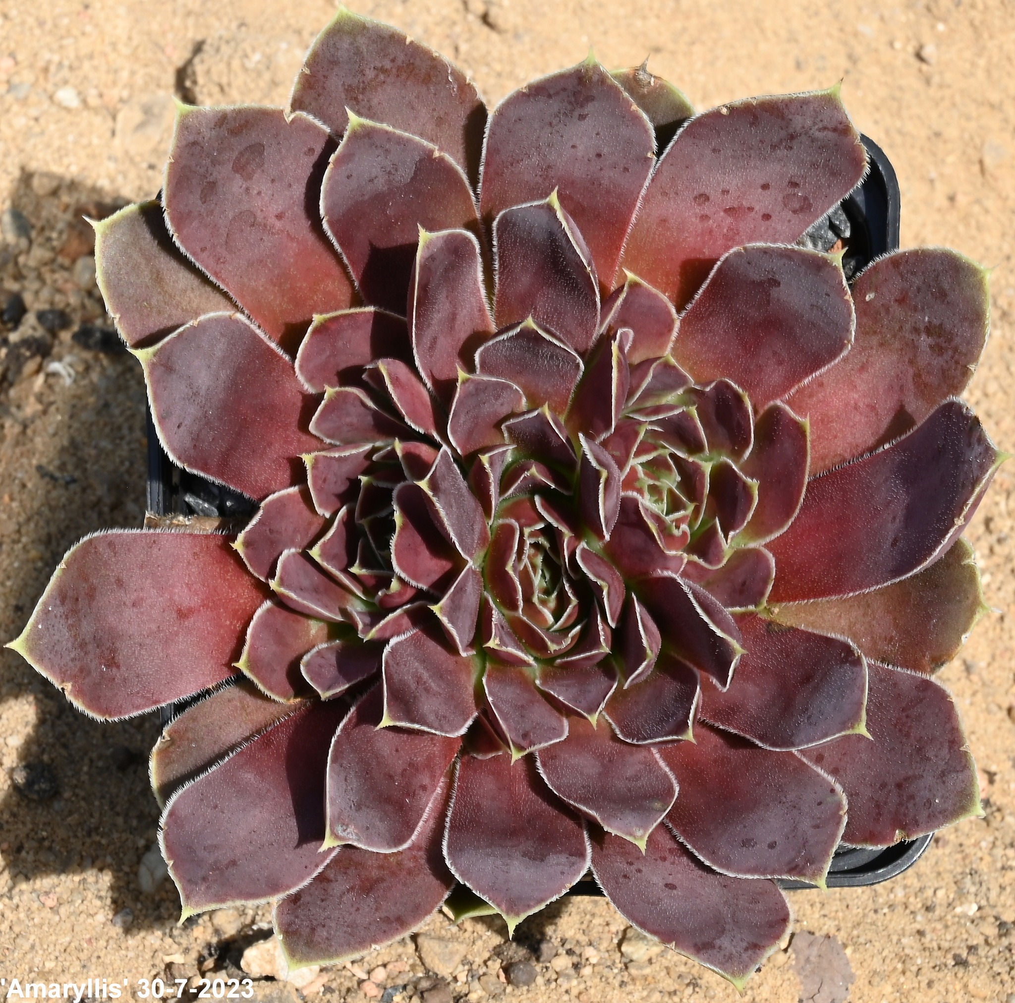 Amaryllis / Jovi
