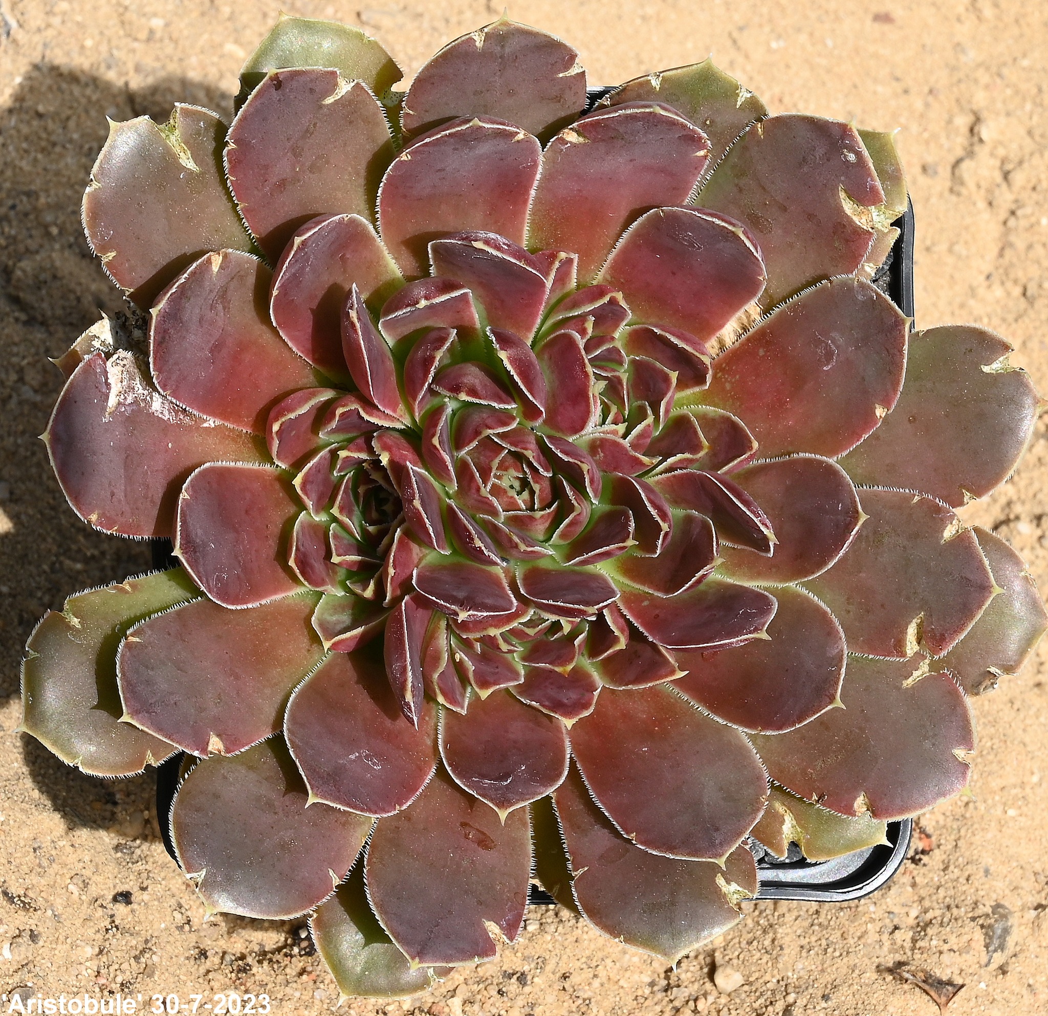 Aristobule / Jovi