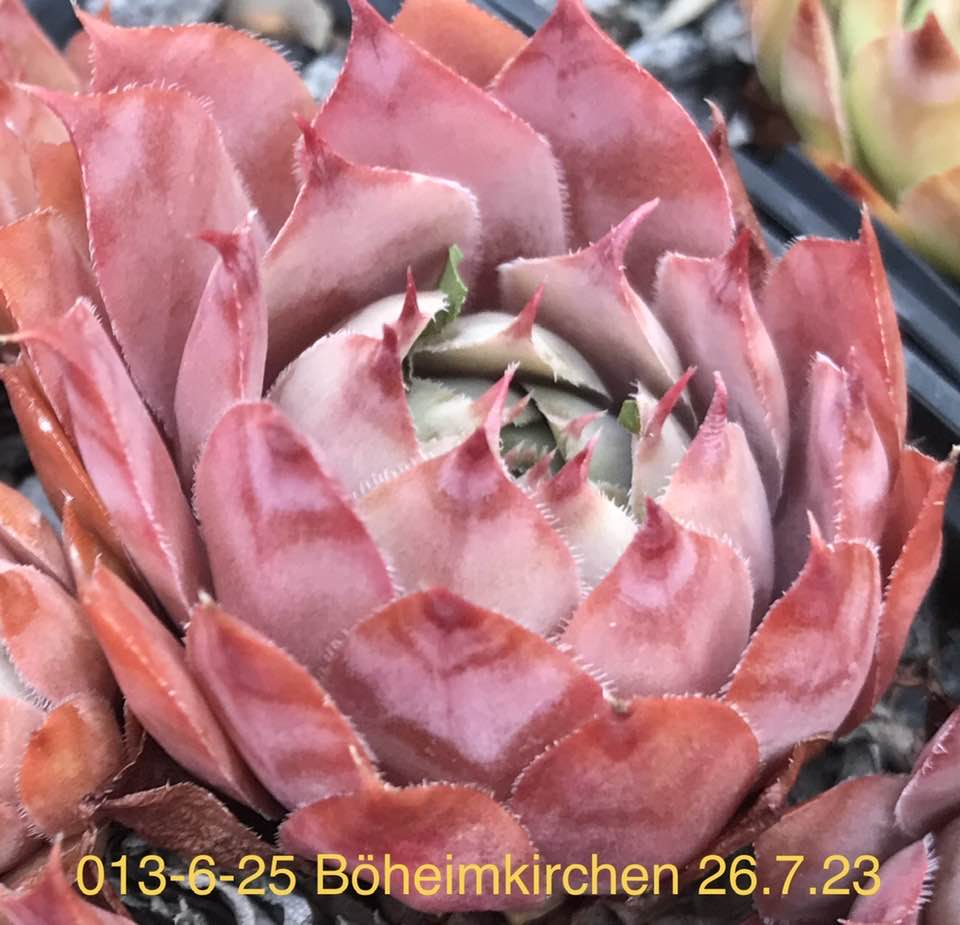 Böheimkirchen