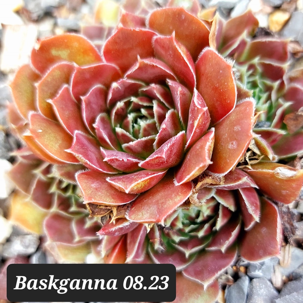Baskganna / Jovi