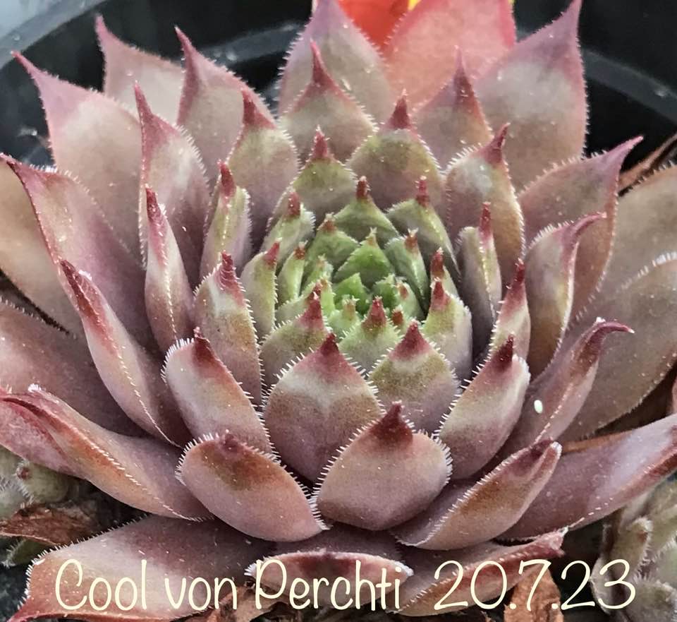 Cool von Perchti